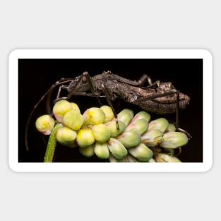 Unique and organic photo of a husk resting on flower Sticker